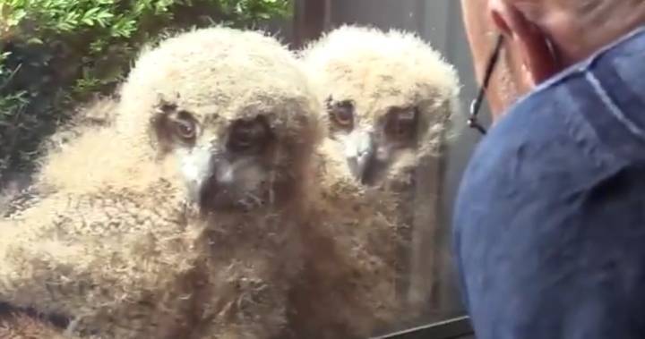 Huge owl hatches chicks outside man’s window — now the brood watches TV with him - globalnews.ca - Britain - Netherlands - Belgium