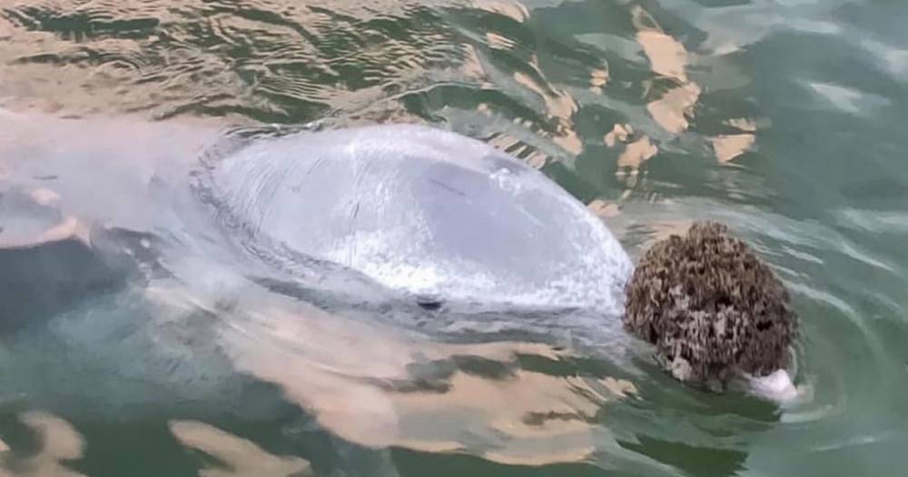 Dolphins keep bringing 'gifts' ashore because they're lonely and missing humans - dailystar.co.uk - Australia