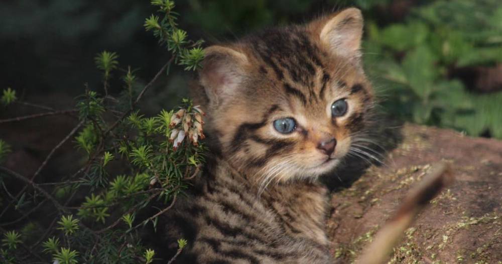 Scottish zoo welcomes birth of rare wild kitten - and it's adorable - dailyrecord.co.uk - Scotland