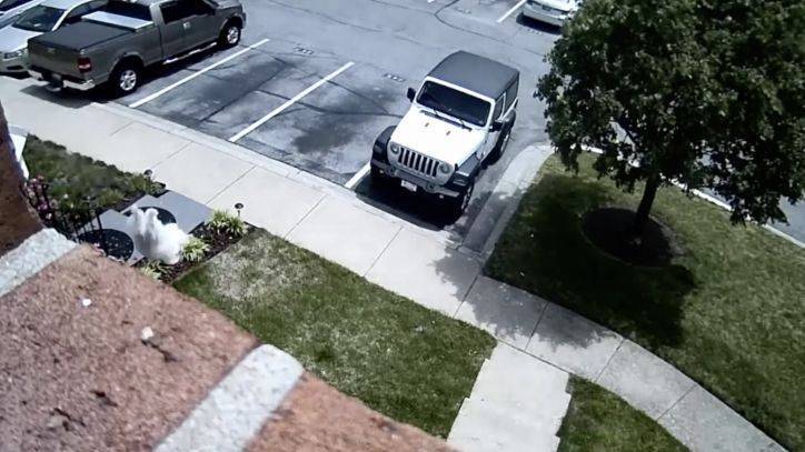 Family dog seen on security video leaping out second story window, walking away unharmed - fox29.com - state Maryland