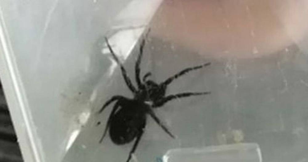 Venomous false widow spider sightings are on the rise in UK homes - mirror.co.uk - Britain