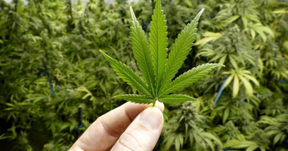 Cannabis found to fight brain cancer as drug helps humans and dogs - dailystar.co.uk - Usa
