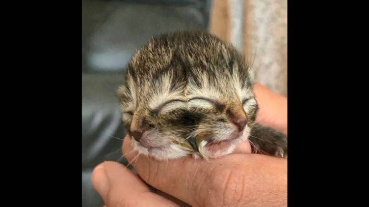 Two-faced kitten named Biscuits and Gravy passes away after nearly 4 days - fox29.com - state Oregon - county Linn