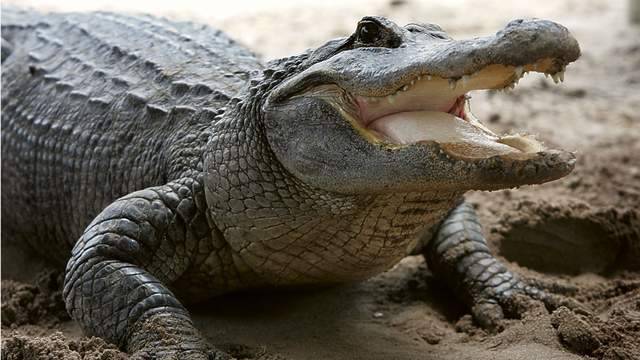 Adolf Hitler - Alligator rumored to have been Hitler’s dies in Moscow - clickorlando.com - Usa - Britain - city Berlin - city Moscow - Soviet Union