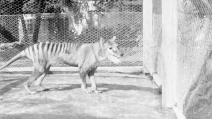 Newly released footage gives last-known glimpse of extinct Tasmanian tiger - fox29.com - Australia