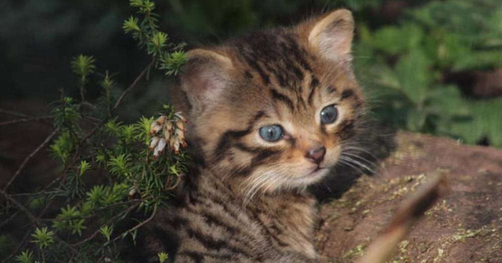 Adorable ‘functionally extinct’ and extremely rare blue-eyed kitten born at Brit zoo - dailystar.co.uk - Scotland
