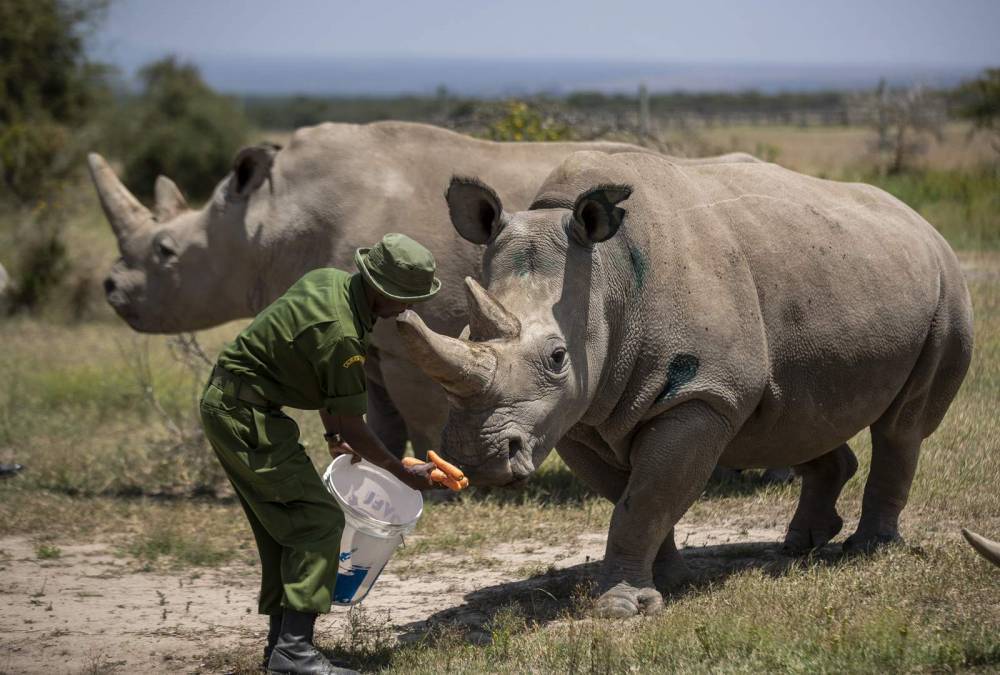 Virus stalls work to keep alive a rare rhino subspecies - clickorlando.com