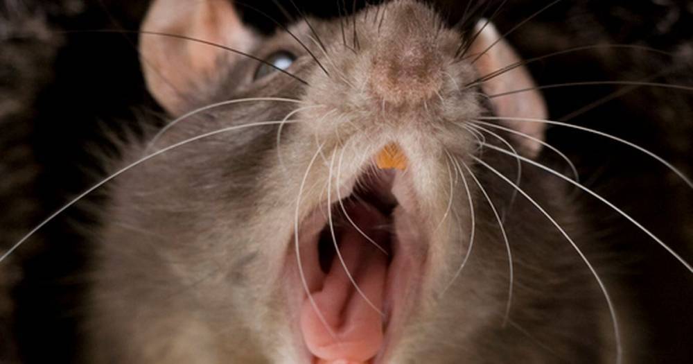 Cannibal rats are showing aggressive behaviour towards humans in search for food - dailystar.co.uk - Usa