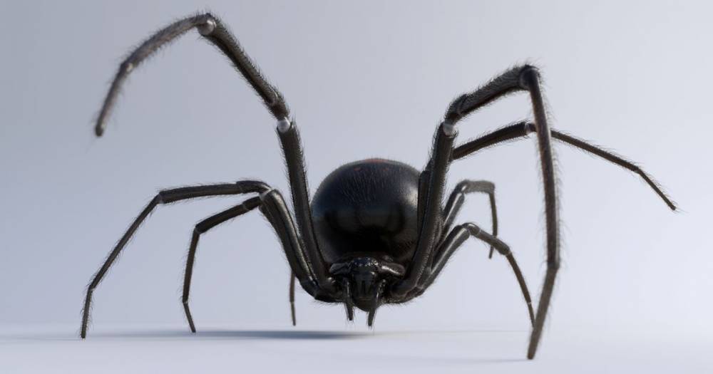 Peter Parker - Three boys hurt after 'letting black widow spider bite them to become Spider-man' - dailystar.co.uk - Bolivia