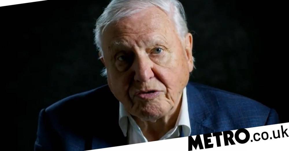 David Attenborough - Sir David Attenborough doesn’t want us to forget about climate change just because we’re in a pandemic - metro.co.uk