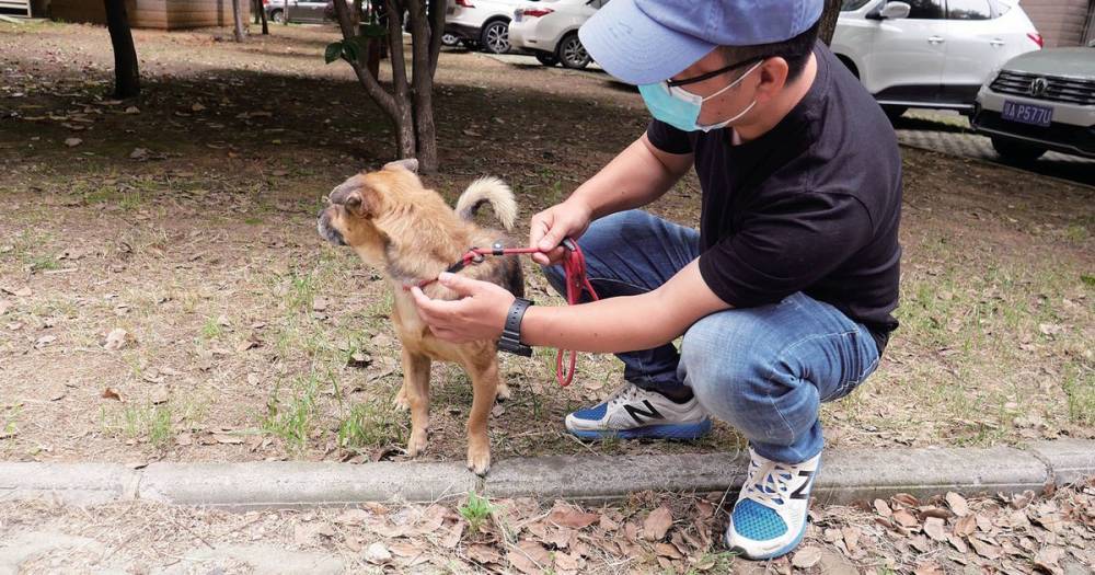 Loyal dog waited at hospital for three months after owner died from coronavirus - mirror.co.uk - China - city Wuhan