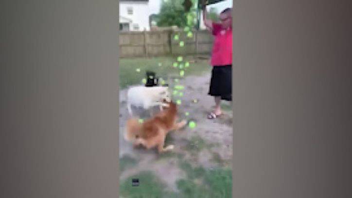 Having a ball: Dogs go crazy after being gifted hundreds of tennis balls by owner - fox29.com - state Virginia - state South Carolina