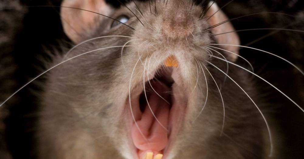 Cannibal rats eating each other in lockdown because restaurants are closed - mirror.co.uk - Usa