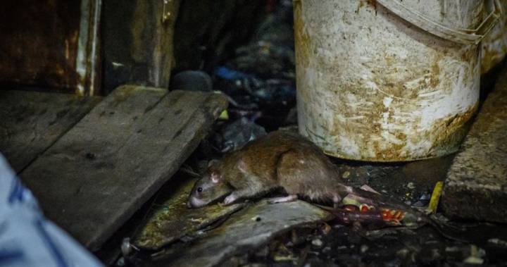 ‘Cannibal’ rats: CDC warns against hungry, aggressive city vermin - globalnews.ca