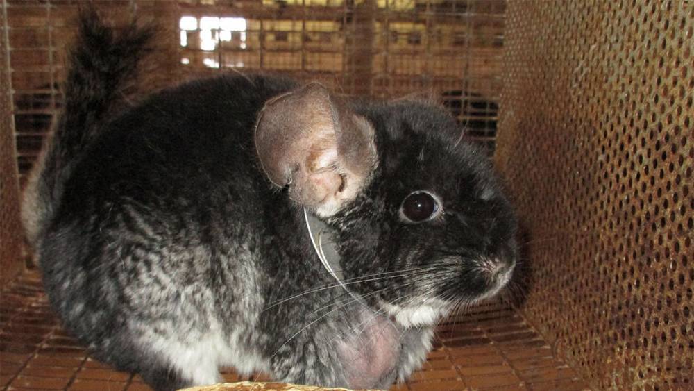Sick chinchillas languish at farms that supply U.S. researchers - sciencemag.org - Usa