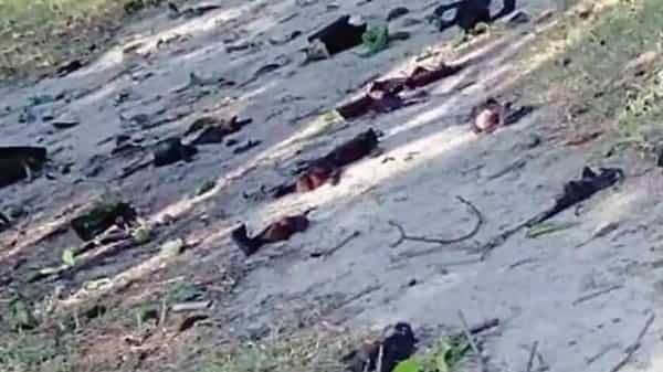 52 bats drop dead in 60 minutes in this town of Uttar Pradesh - livemint.com - India