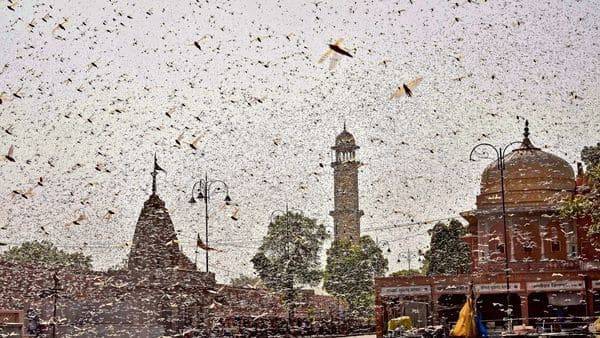 How govt is deploying drones to pursue locusts as swarms destroy swathes of crop - livemint.com - India