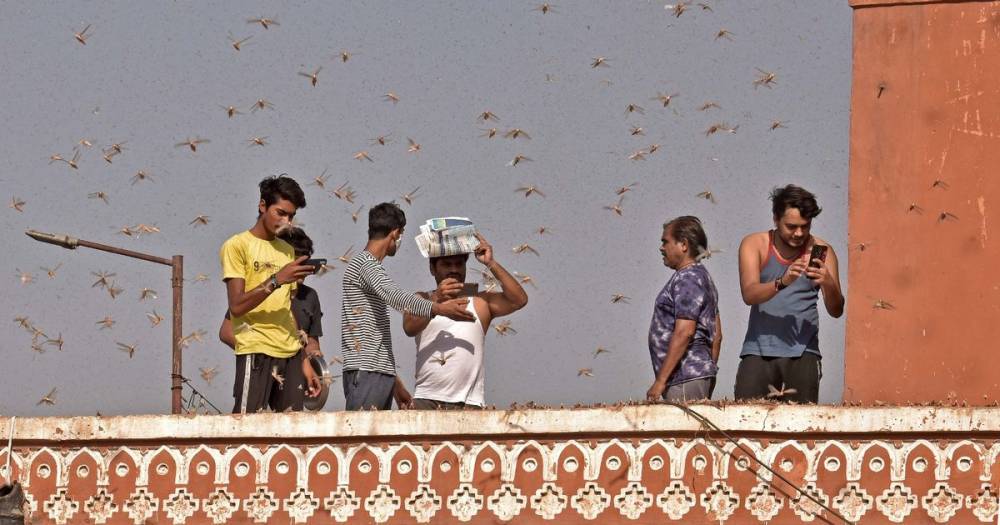 India hit by worst locust plague in 30 years in the middle of coronavirus battle - dailystar.co.uk - India - Pakistan - city Jaipur