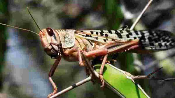 Locust attack: 'They damage anything that comes in their way' - livemint.com - India - city Delhi