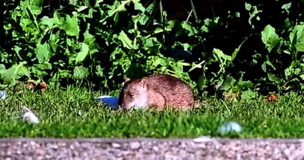 Dumfries and Galloway invaded by hoardes of rats as numbers "double" during coronavirus lockdown - dailyrecord.co.uk