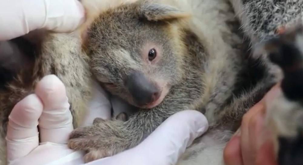 Sign of hope: First koala born at wildlife park since Australian brushfires - clickorlando.com - Australia - county Park