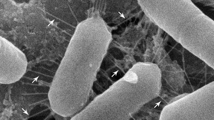These bacteria have adapted to life in your nose—and that may be good news - sciencemag.org