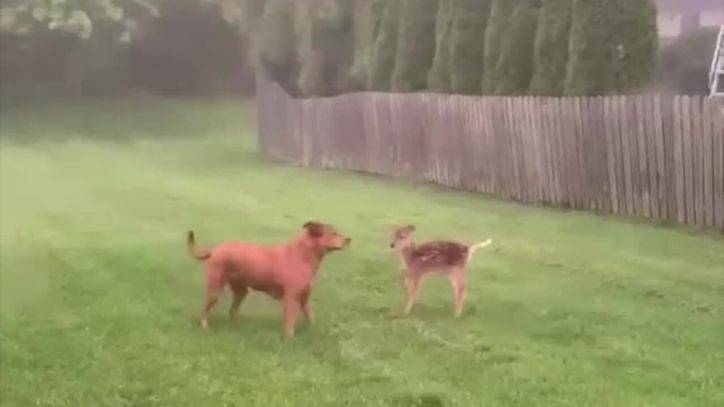 Video shows dog and fawn playing together in West Chester yard - fox29.com - state Pennsylvania - county Chester - city West Chester, state Pennsylvania