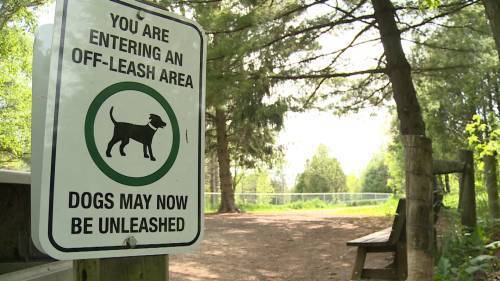 Aaron Streck - Durham vet expects more ticks as dog parks reopen - globalnews.ca
