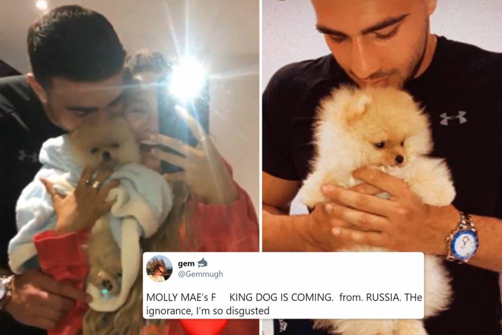 Molly-Mae Hague - Tommy Fury - Molly-Mae Hague and Tommy Fury slammed by fans as they import birthday puppy from Russia during coronavirus pandemic - thesun.co.uk - Russia - city Hague
