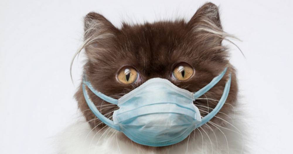 Cat quarantined in Russia after testing positive for coronavirus - dailystar.co.uk - Russia - city Moscow