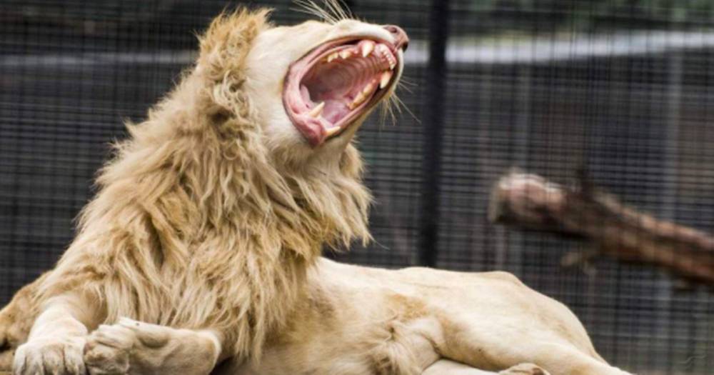 Shoalhaven Zoo lion attack: Female zookeeper in serious condition after being mauled - dailystar.co.uk - Australia