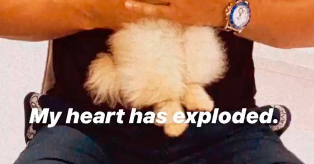 Molly-Mae Hague - Tommy Fury - Molly Mae - Molly-Mae Hague and Tommy Fury spark outrage by shipping Pomeranian from Russia - mirror.co.uk - Britain - Russia - city Hague