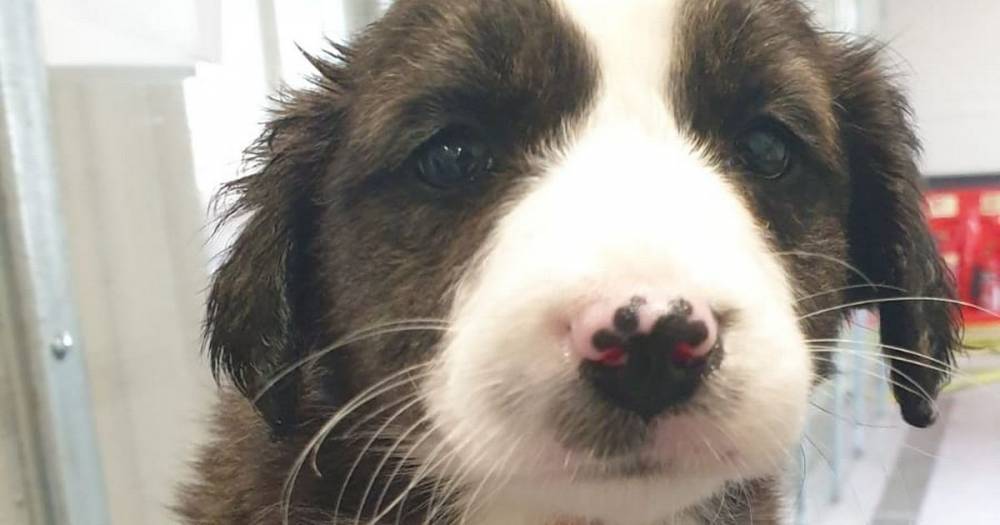 Puppy dies and 12 others found in 'filthy conditions' at Scots port after being smuggled on ship from Ireland - dailyrecord.co.uk - Britain - Ireland - Scotland