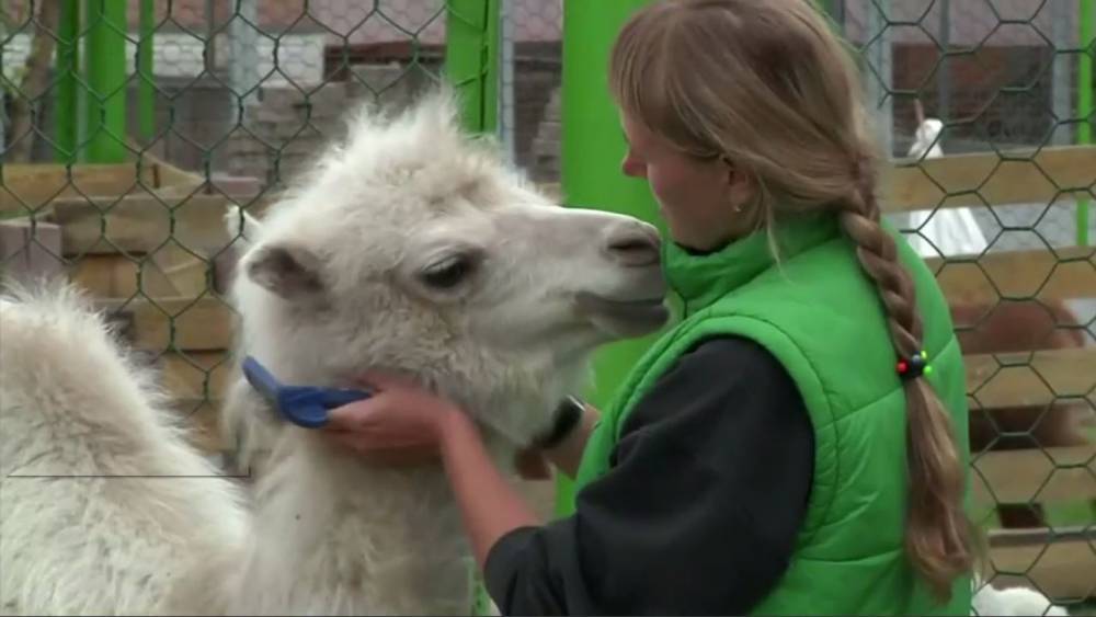 Siberian zoo sees baby boom during Covid-19 lockdown - rte.ie - Egypt - city Krasnoyarsk