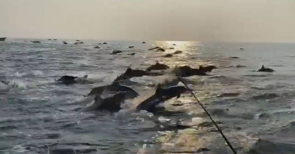 Enormous pod of dolphins frolic in sea 'thanks to coronavirus lockdown' - mirror.co.uk - county Bay - state Indiana - Mexico