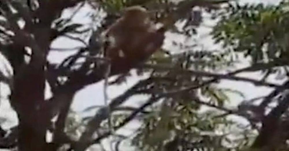 Monkeys 'ran away with coronavirus test samples after attacking lab technician' - manchestereveningnews.co.uk - India
