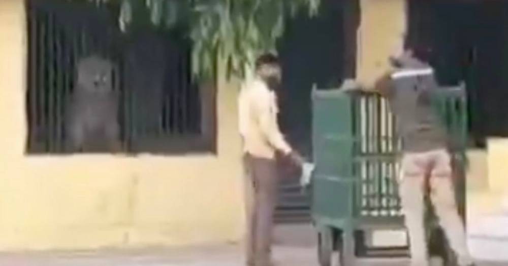 Lions - Lion spotted resting inside school after hunting for food in village during lockdown - dailystar.co.uk - India