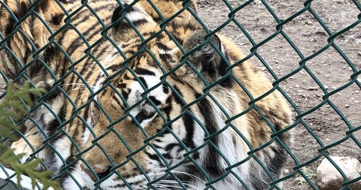 saint John - Cherry Brook Zoo prepares for impending closure amid coronavirus pandemic - globalnews.ca