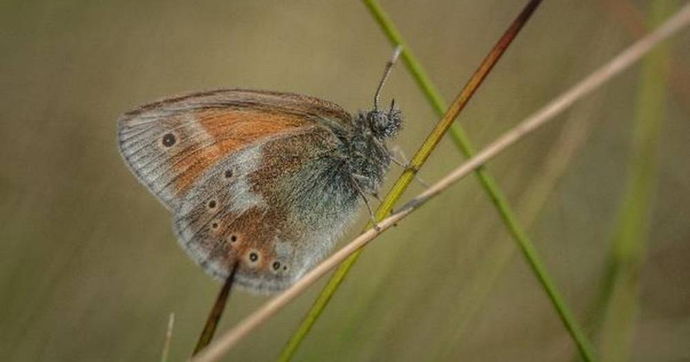 Long-lost species of butterfly return to the wild in Greater Manchester after 150 years - manchestereveningnews.co.uk - city Manchester - city Chester