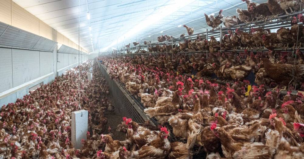 Apocalyptic bird flu 'worse than Covid-19' could wipe out half the world, doc warns - dailystar.co.uk - China - city Wuhan - Usa