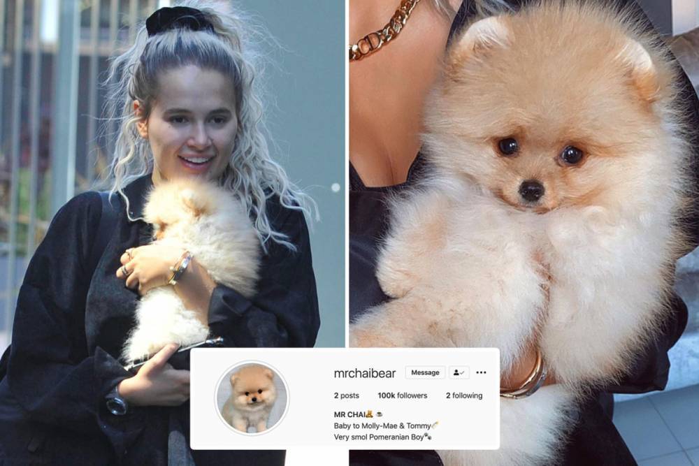 Love Island star Molly-Mae’s new dog bags 100,000 Instagram followers in a day – making Mr Chai an influencer - thesun.co.uk - Britain