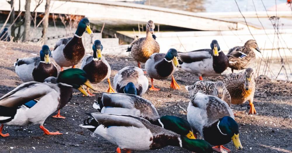 Warning hungry ducks could starve during lockdown unless we feed them while out - mirror.co.uk - Britain