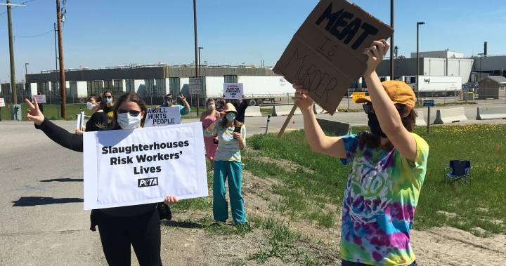 Alberta Health - High River - Coronavirus: Animal activists protest working conditions at Cargill meat-packing plant - globalnews.ca