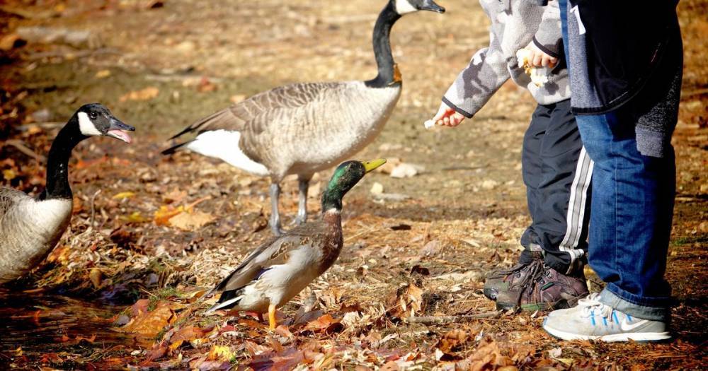 Ducks and swans starving without humans to feed them in UK parks during lockdown - dailystar.co.uk - Britain - London