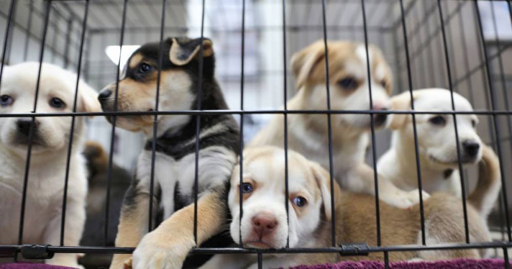 Puppy shortage sparks year-long waiting list as Brits get pets to ease lockdown boredom - dailystar.co.uk