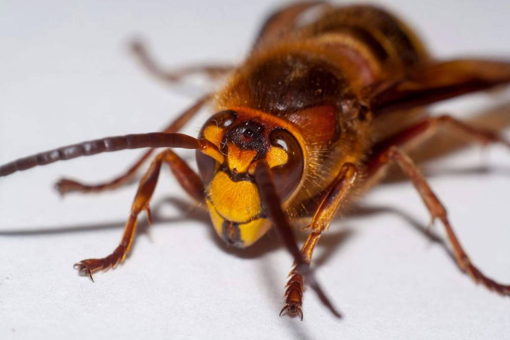 Invasive ’Murder Hornet’ spotted in US for first time - clickorlando.com - Usa - state Washington