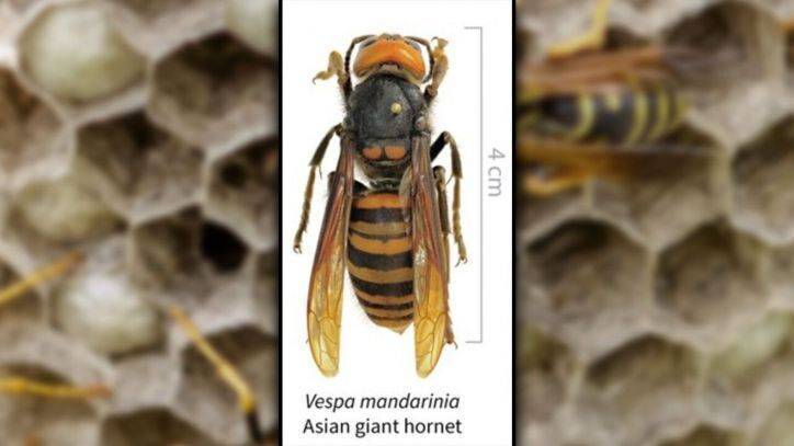 Japanese honeybees learned how to ‘cook’ murder hornet: report - fox29.com - New York - Japan - Washington - county Bee