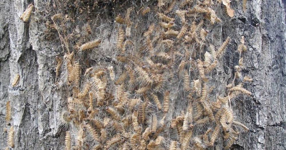 Sleepy English village invaded by toxic caterpillars that spark asthma attacks - dailystar.co.uk - Britain - county Kent