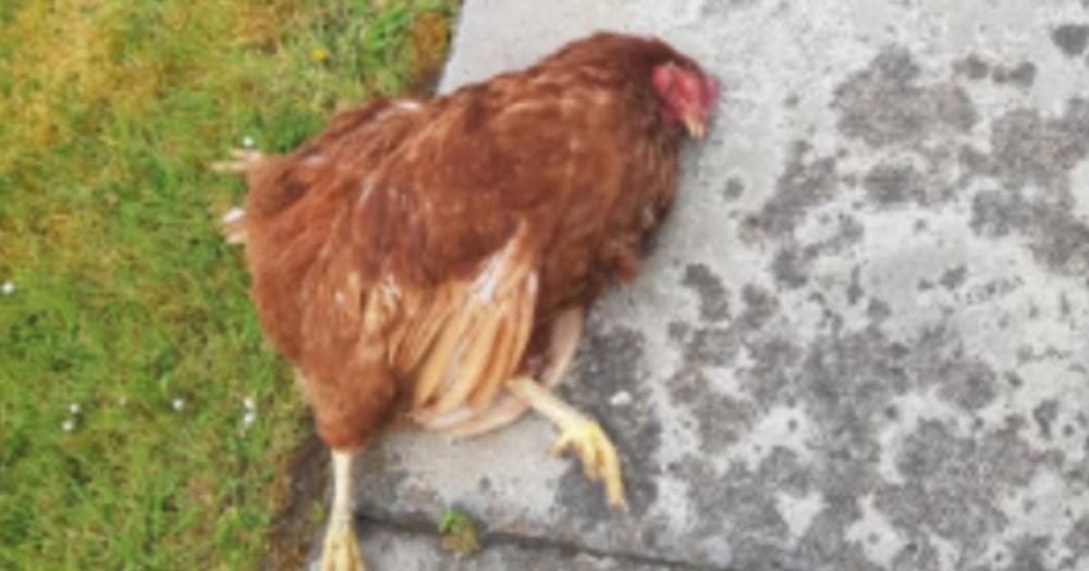 Sick thugs scatter bodies of dead chickens on doorsteps and driveways - dailystar.co.uk