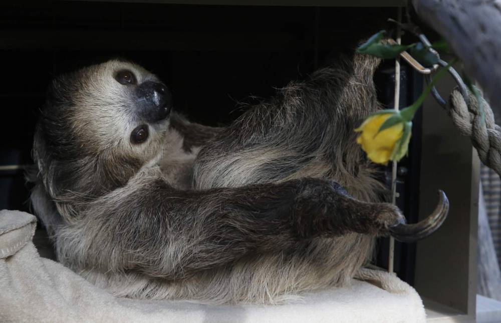 Zoos turn to social media to delight, raise money amid virus - clickorlando.com